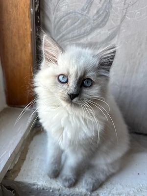Bkh point   siam kitten 