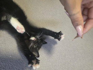 babykatzen