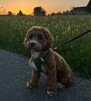 Wunderschöne Cavapoo's  Bild 3