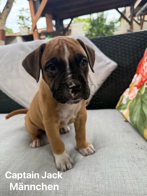Boxerwelpen zu verkaufen