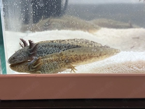 wunderschöne Axolotl Jungtiere