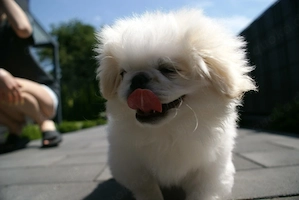 Reinrassige Minipekinese Welpen zu Verkaufen!!!