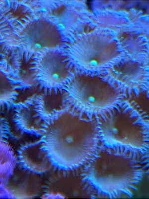 Meerwasser Koralle Krustenanemone
