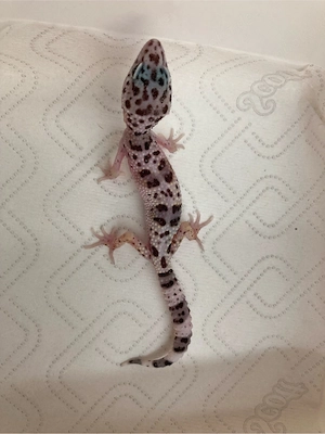 0,3 Leopardgecko