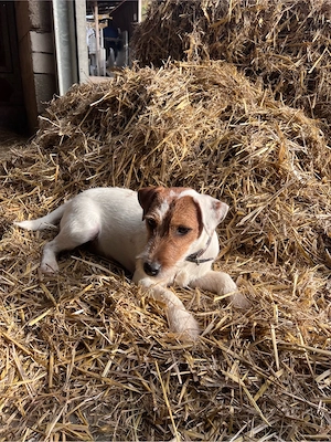 mila sucht ein neues schönes liebevolles zuhause 