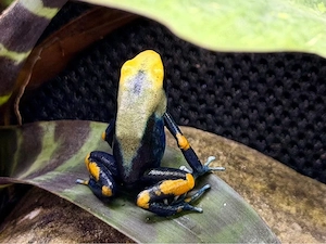 Biete 0,0,11 Dendrobates tinctorius tumucumaque