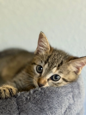    Wunderschöne, liebevoll aufgezogene Tiger-Kitten suchen ihr Für-Immer-Zuhause     