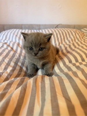 Britisch Kurzhaar (BKH) Kitten 