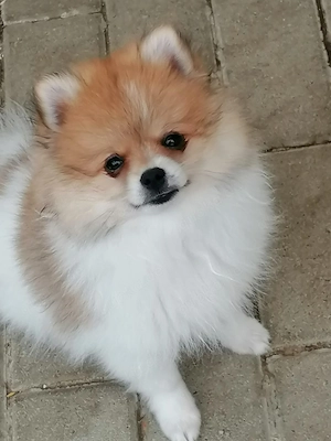 Zwergspitz   Pomeranian Welpen Rüden Schecke