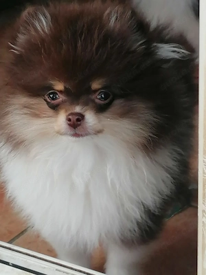 Zwergspitz   Pomeranian Welpen Rüden Schecke