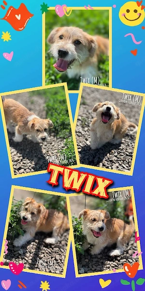 offener, menschenbezogener, fröhlicher, hübscher Welpenjunge "Twix" auf Körbchensuche