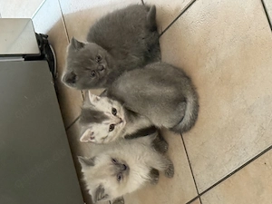 BKH Babys auszugbereit 1 Mädchen und 2 Jungen 