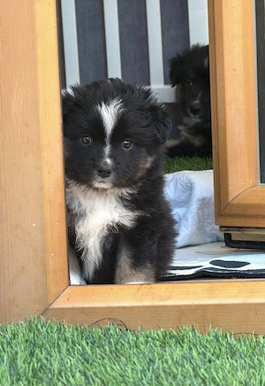 Mini Aussie Mädls sind noch auf der Suche