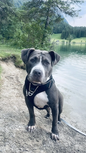 Verschmuste American Bully Hündin
