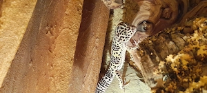 Leopardgecko, Mänchen dnz 2025