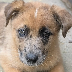 Australian shepherd und Malinois mischlinge