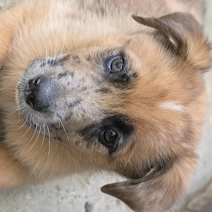 Australian shepherd und Malinois mischlinge