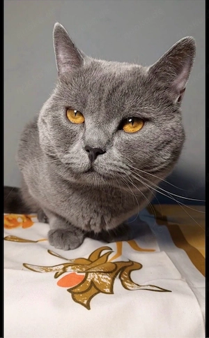 Britisch Kurzhaar Kater Caesar