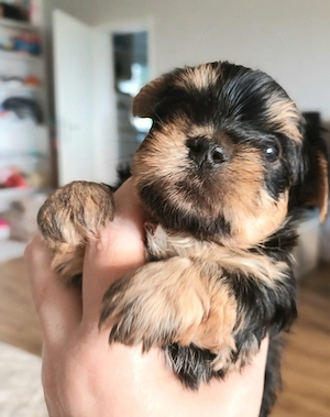 Zwei  süsse yorkshire terrier welpen jungs