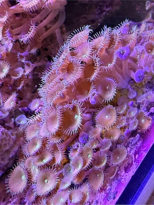 Meerwasser Koralle Zoantus 