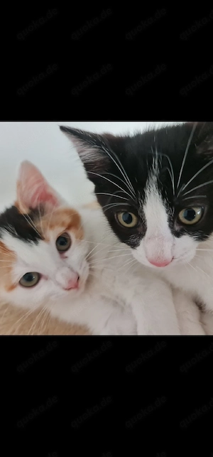Katzenbaby 