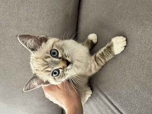 Ragdoll-Halbblutkatze