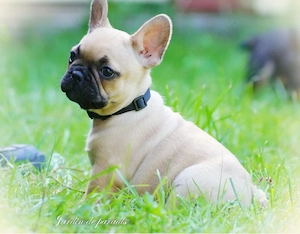 Alternativ Französische Bulldoggen mit Ahnentafel suchen noch eine Familie