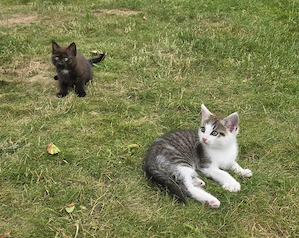 Katzen Babys abzugeben 