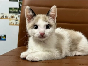 Rafaello Mini-Flauschi sucht spannende Familie mit Kumpel