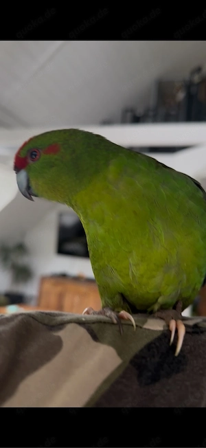 kakariki papagai 