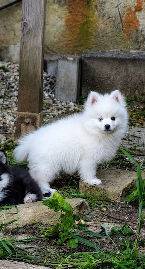 Pomsky Welpen