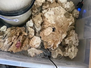 Meerwasser Korallen Lebendgestein abzugeben