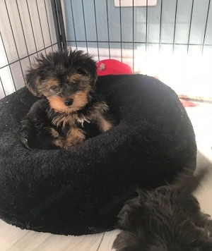 Yorkshire-Terrier-Welpe