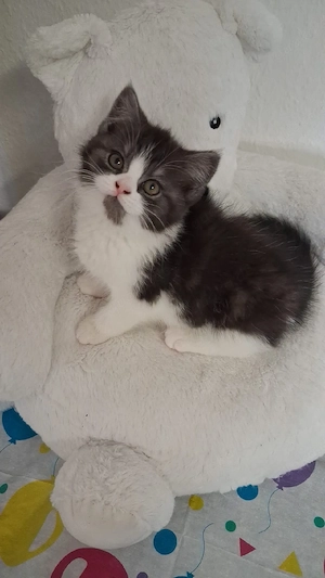 bkh Babys Katze    