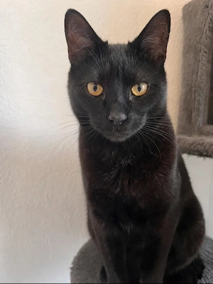 Micky Freundlicher Mini-Panther sucht harmonische Familie