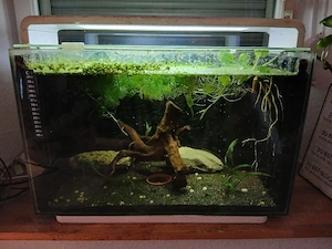 Aquarium Superfish