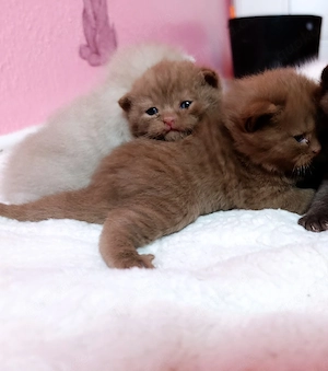 Britisch Kurzhaar Cinnamon Kitten Kater 