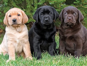 Labrador Retriever Welpen (12 Wochen)   Rüden & Hündinnen   ab sofort abzugeben