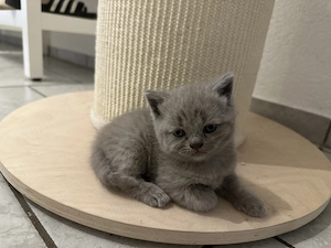 Bkh Kitten in Lilac & Blue 