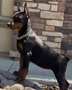 Wunderschöne Dobermann Welpen   Gesund, verspielt & bereit für ihr neues Zuhause   