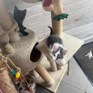 Babykatze 