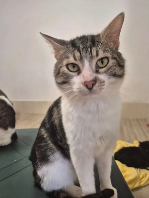 Barni - anhänglicher Schmuser sucht Kuschelplatz