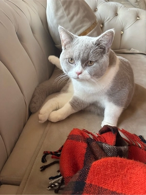 Bkh kater 
