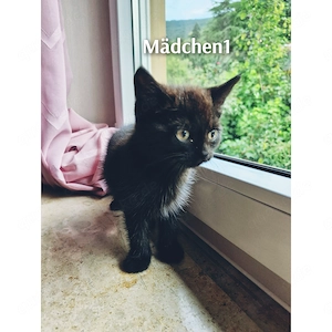 Süße Katzenbabys 