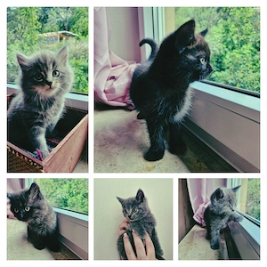 Süße Katzenbabys 