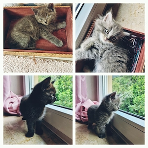 Süße Katzenbabys 