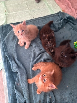Reinrassige Maine Coon Kitten (XXL)