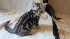 Kleiner süßer BKH Kater darf jetzt Ausziehen 