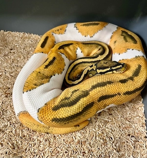Königspython 1.0 Orange Dream Hypo Pied nz23 abzugeben