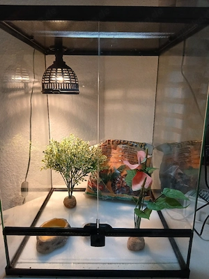 Terrarium Terra